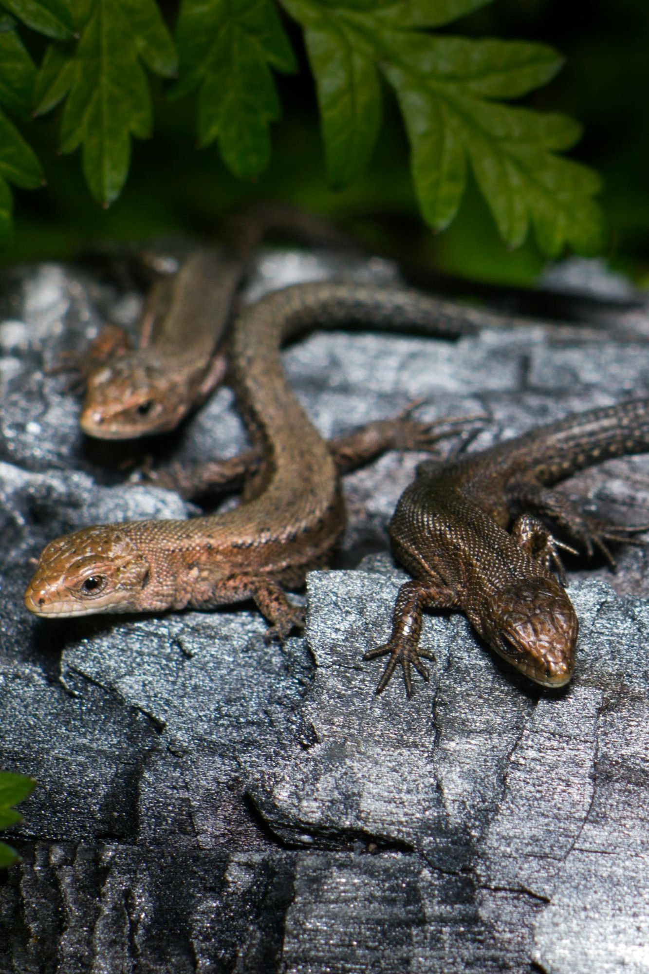 Gambar Konten