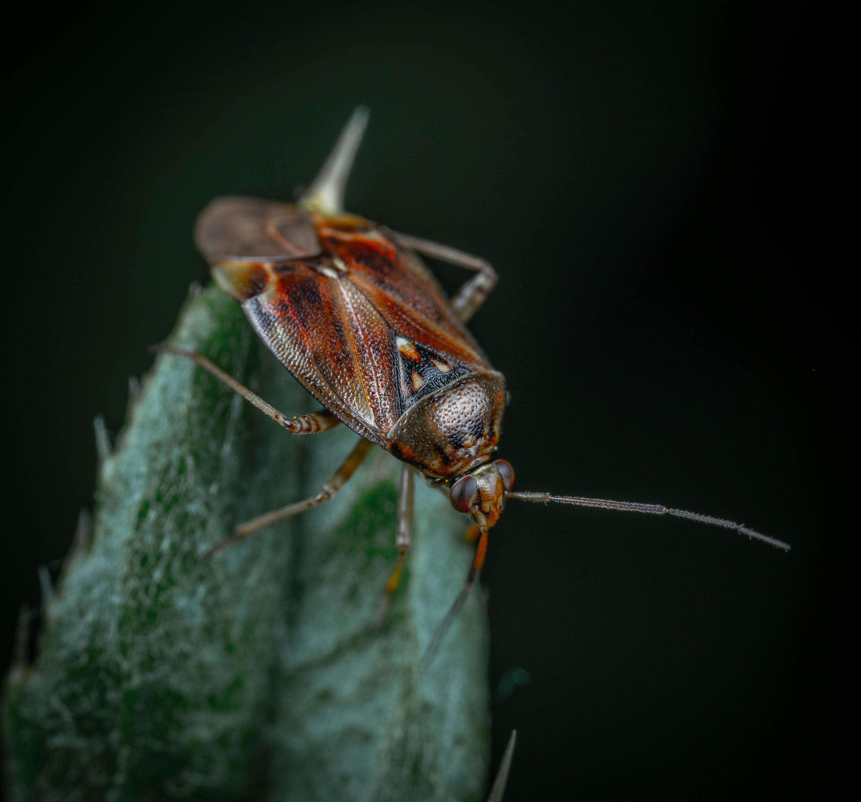 Gambar Konten