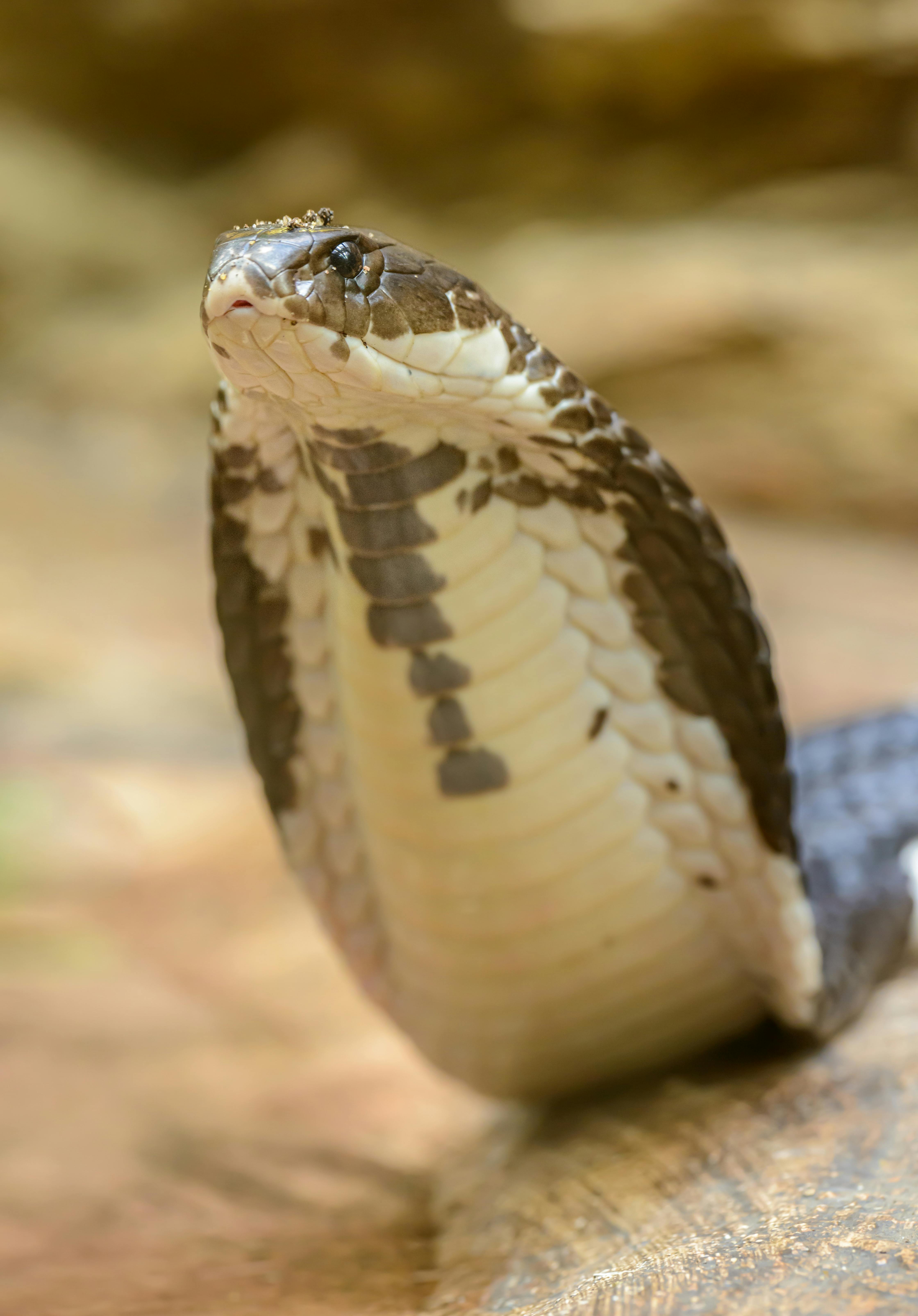 Gambar Konten